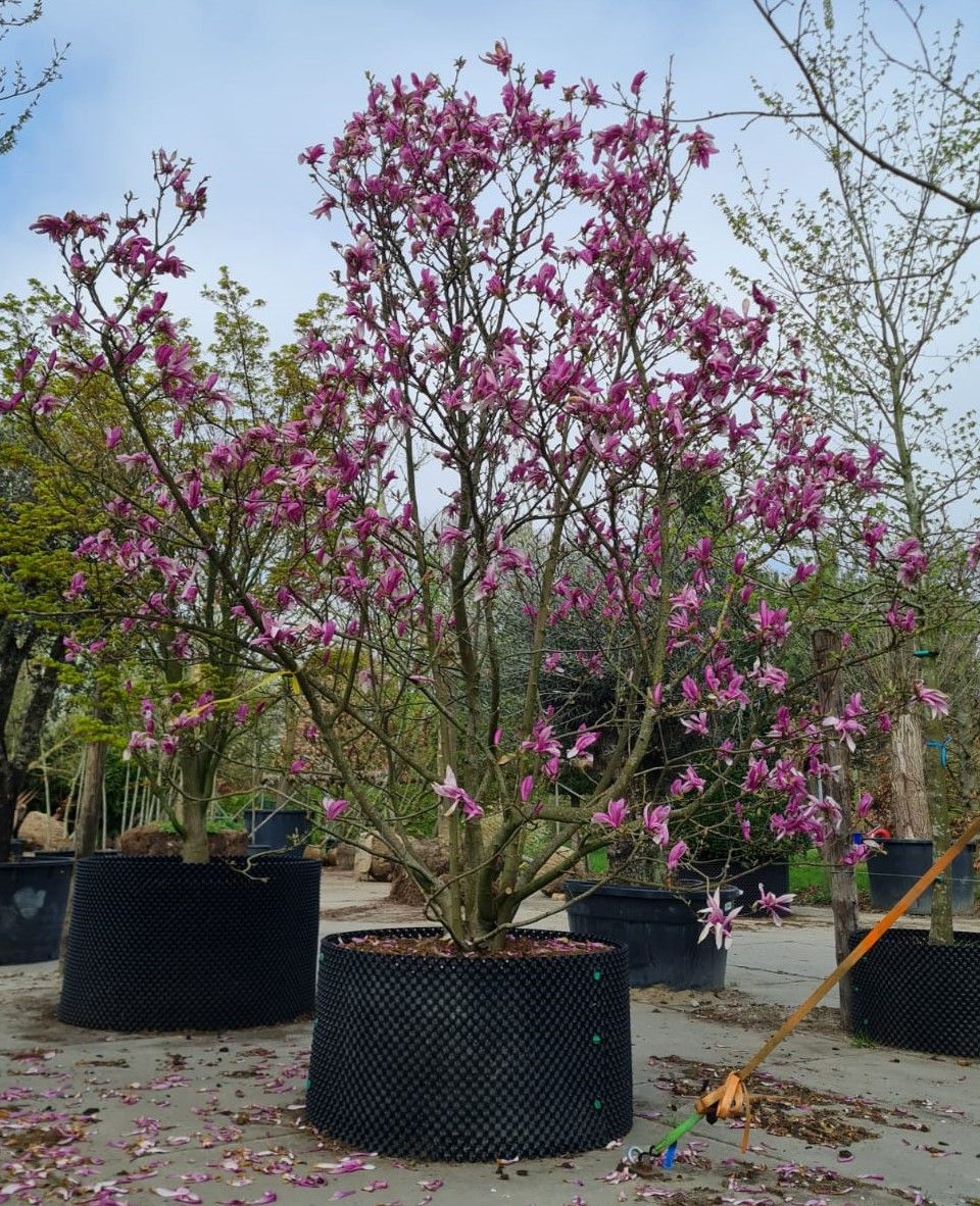 Magnolia 'Susan' | Meerstammig