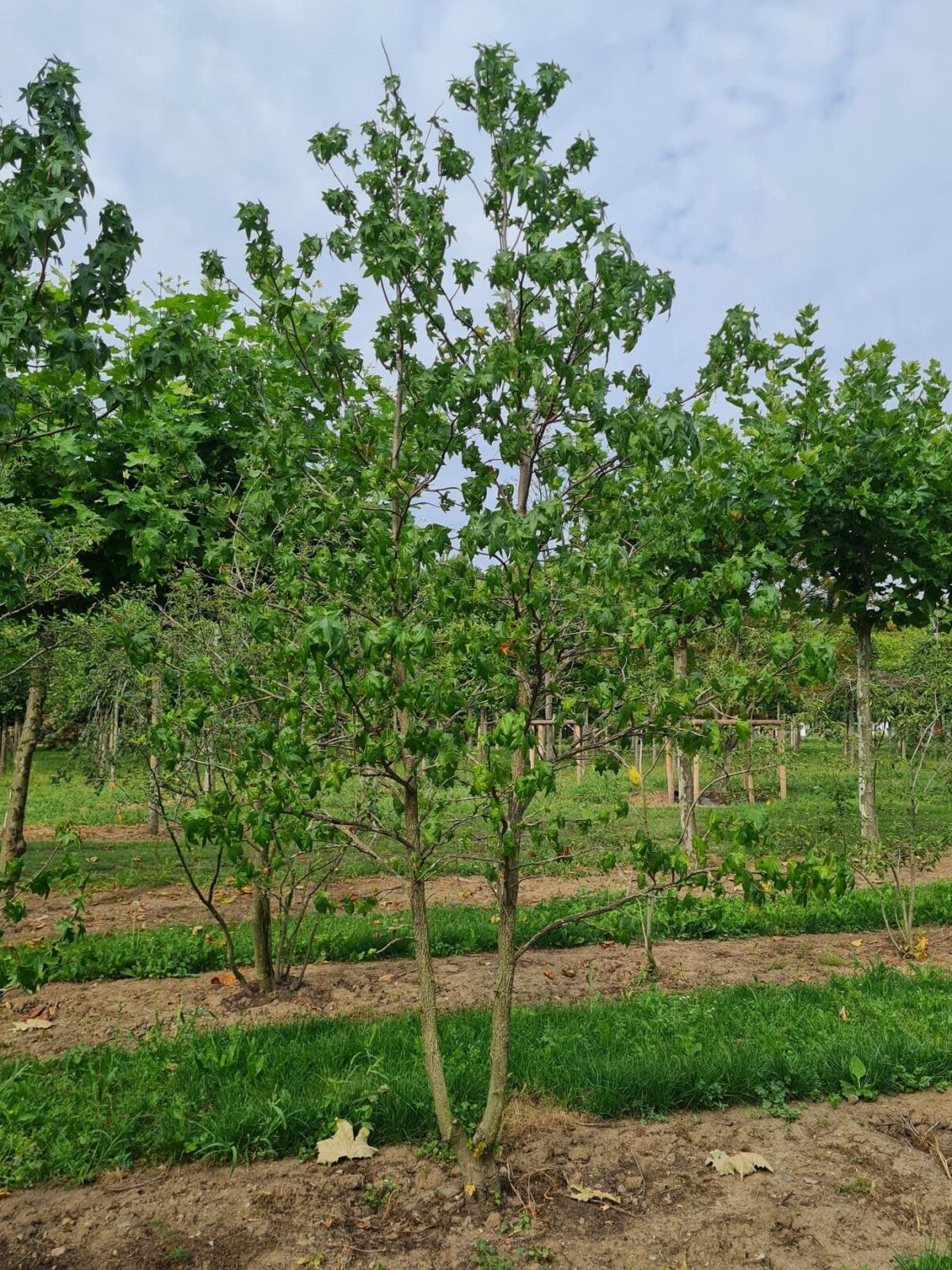 Amberboom | Meerstammig