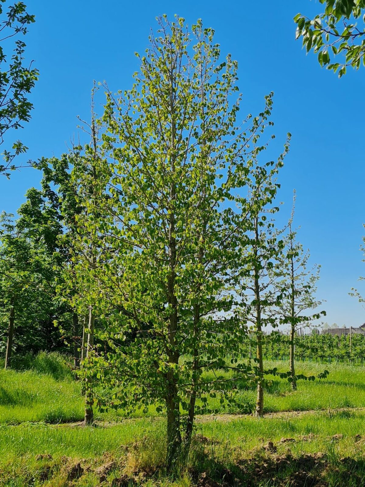 Boomhazelaar | Meerstammig