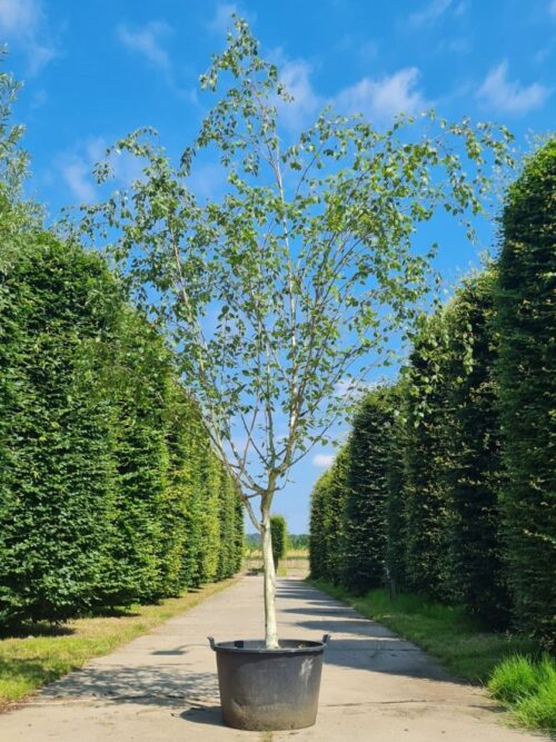 Himalayaberk | Halfstam