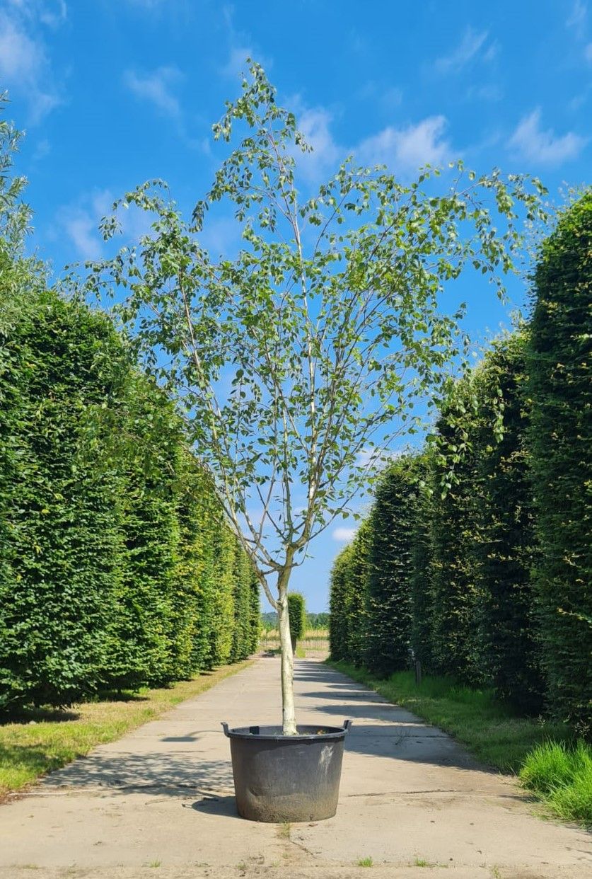 Himalayaberk | Halfstam