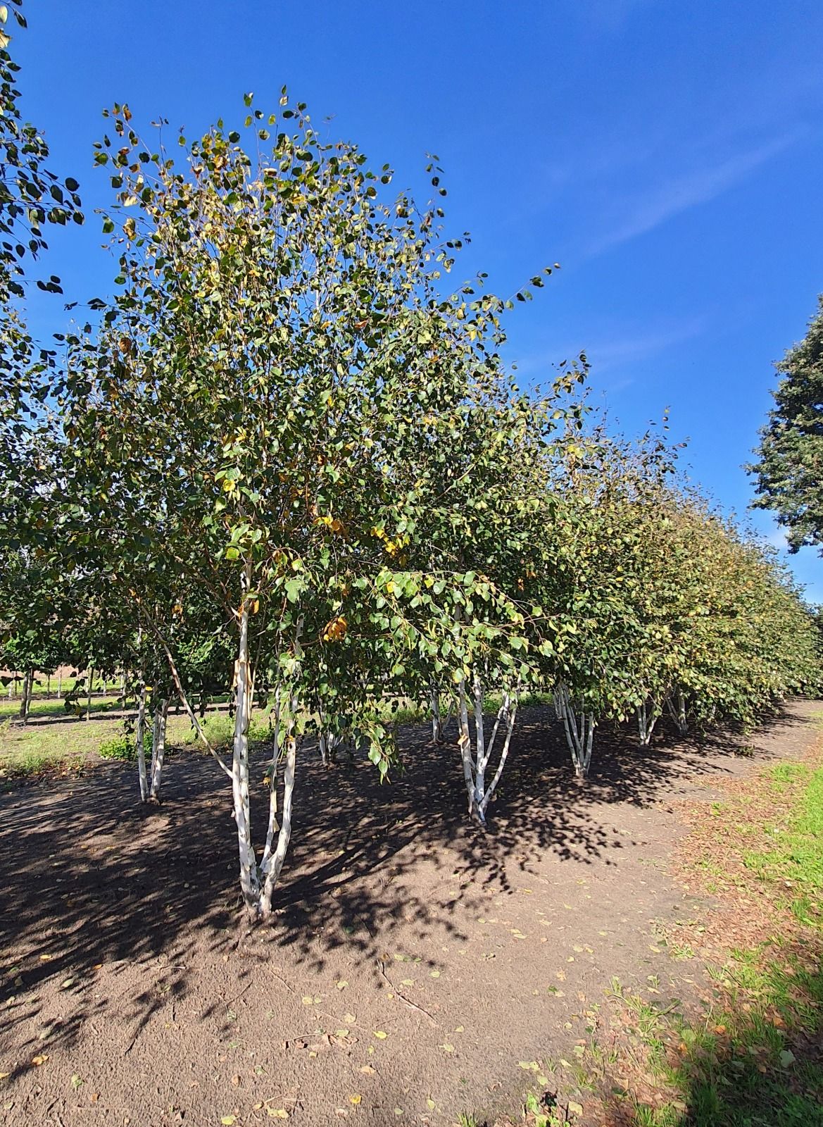 Himalayaberk | Meerstammig