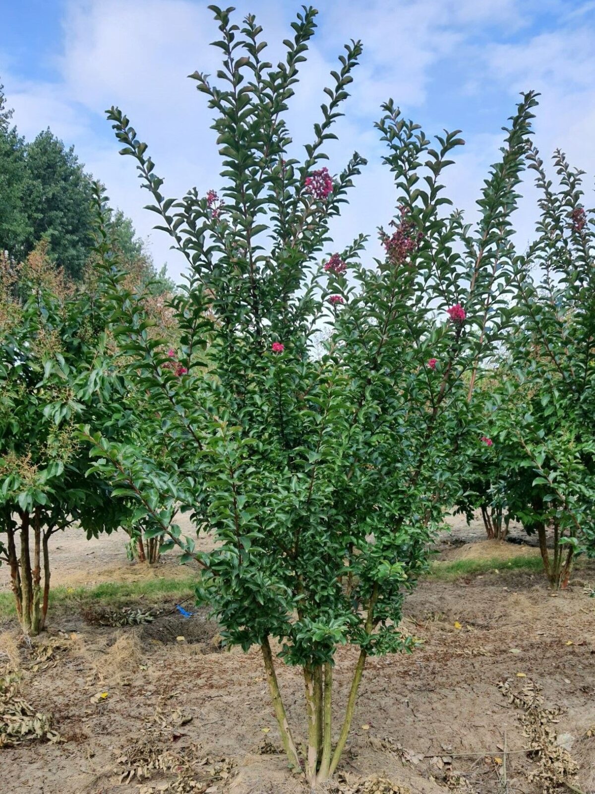 Rozerode Indische sering | Meerstammig