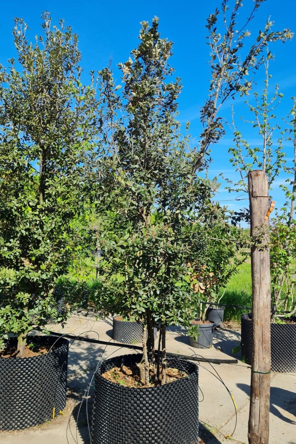 Steeneik | Meerstammig