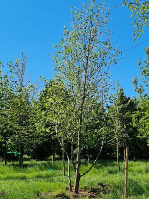 Amerikaanse tulpenboom | Laagstam