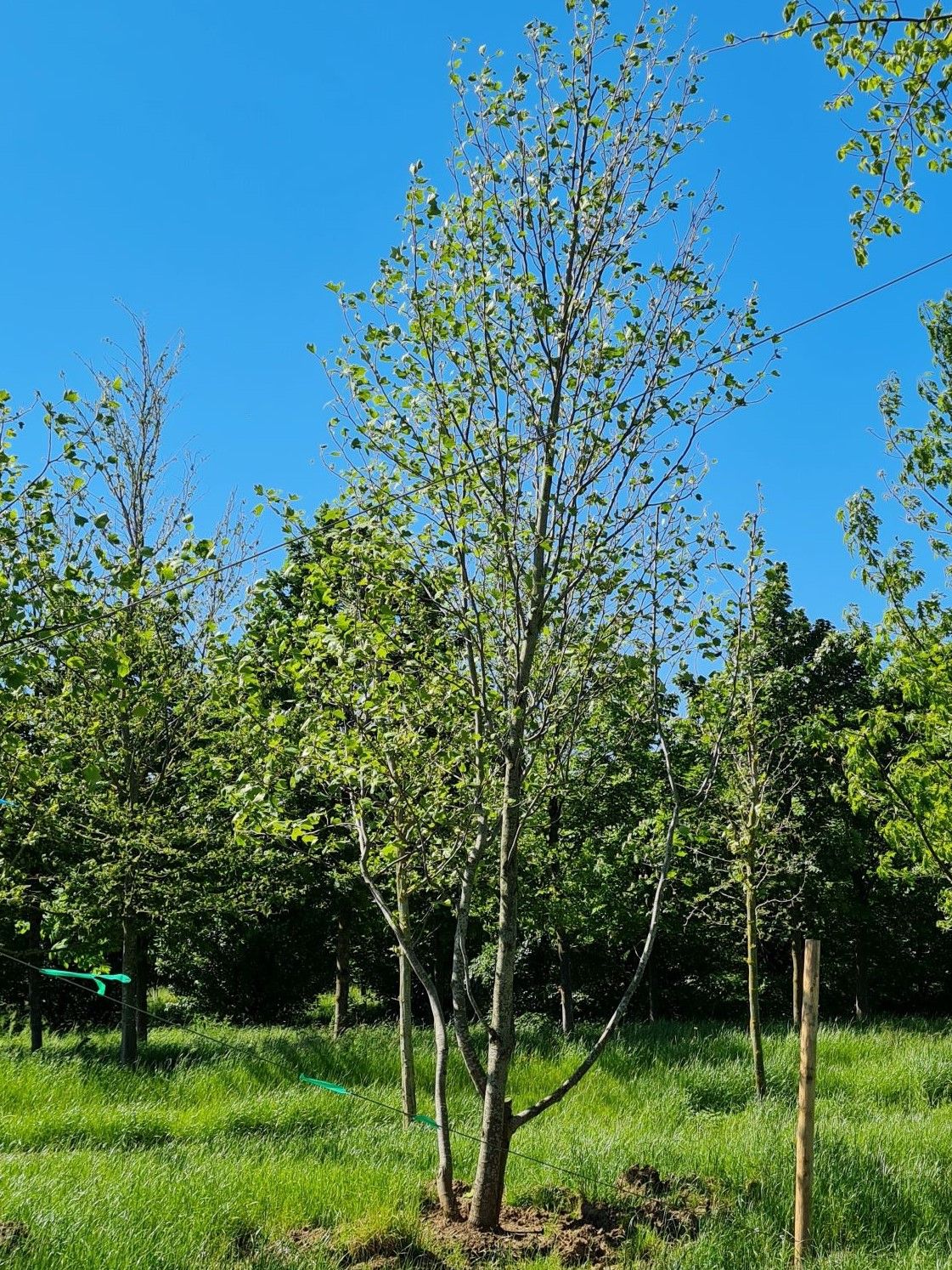 Amerikaanse tulpenboom | Laagstam