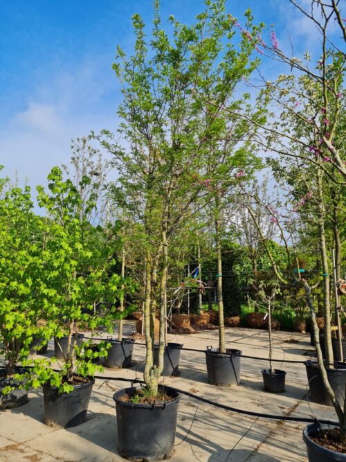 Valse Christusdoorn | Meerstammig