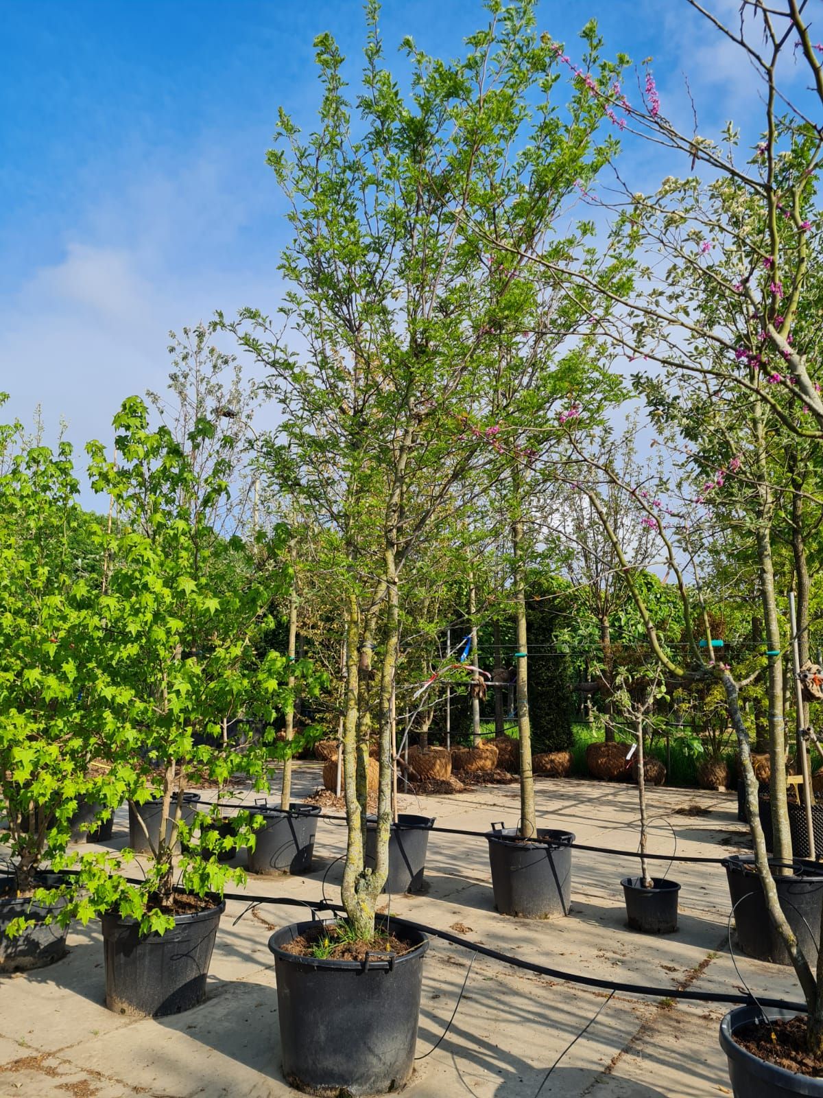 Valse Christusdoorn | Meerstammig