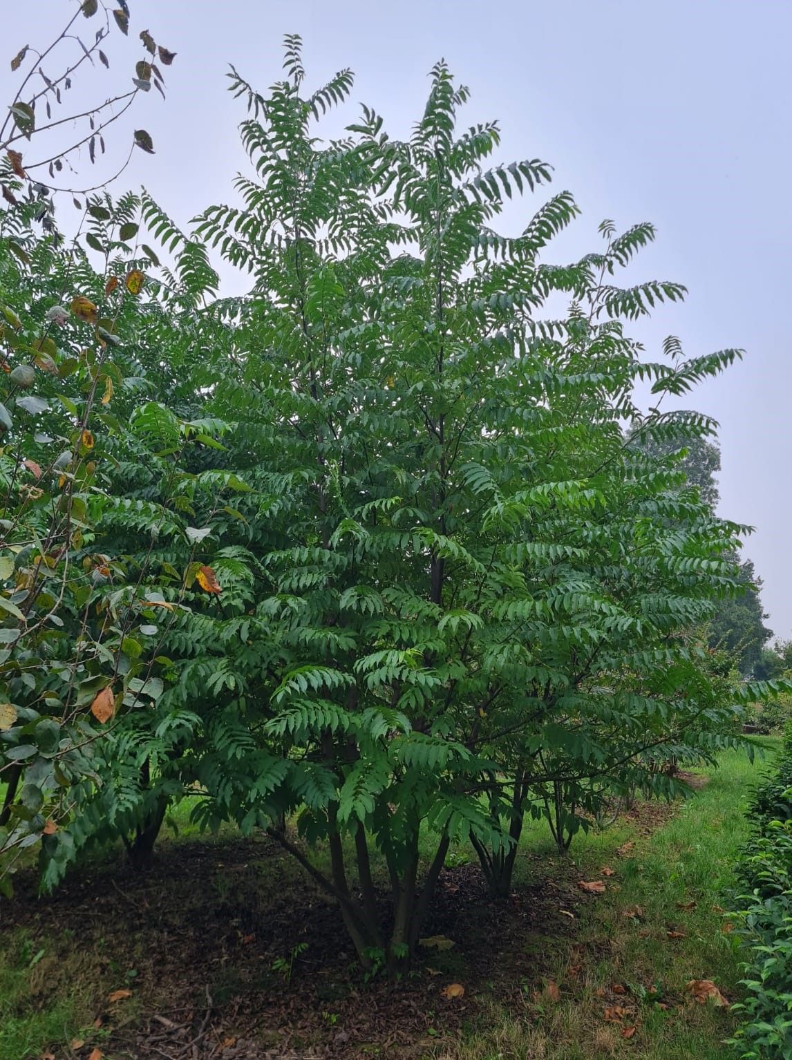 Vleugelnoot | Meerstammig