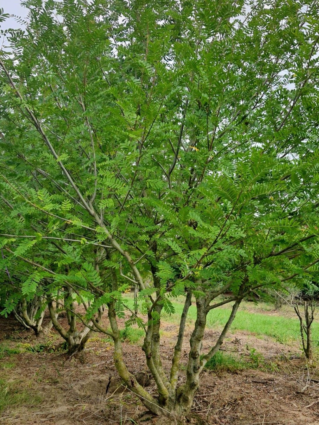 Vleugelnoot | Meerstammig