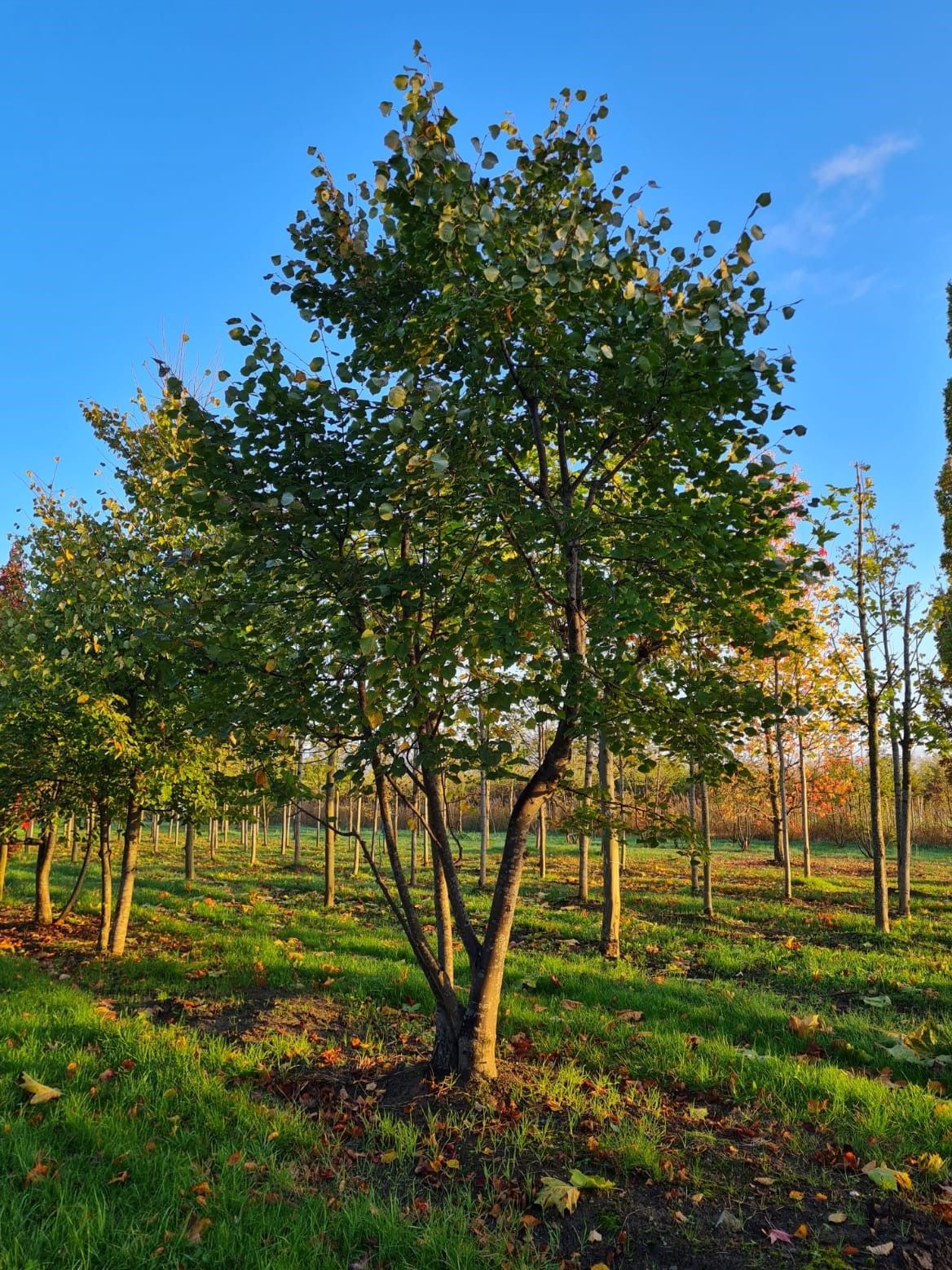 Winterlinde | Meerstammig