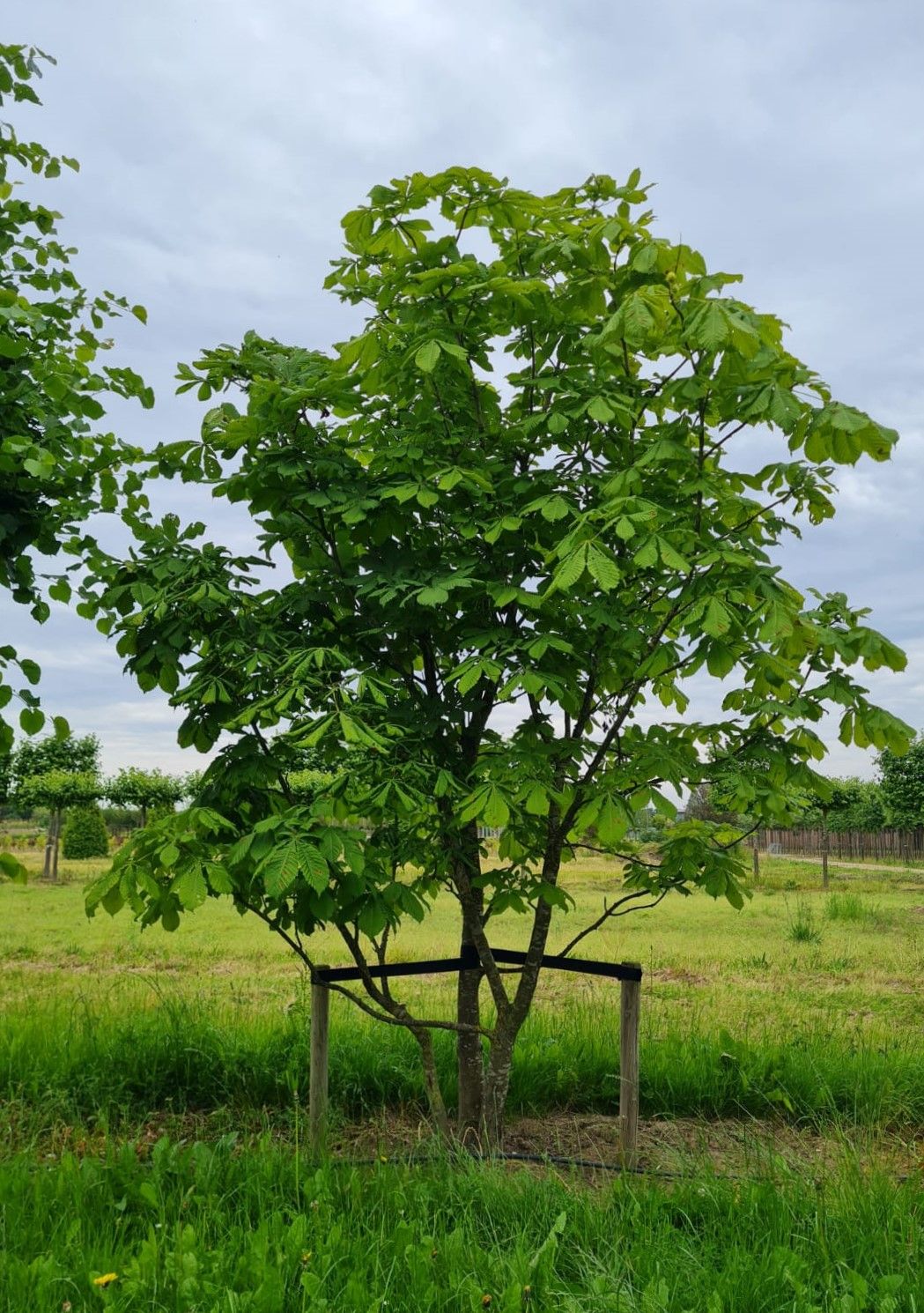 Witte paardenkastanje | Meerstammig