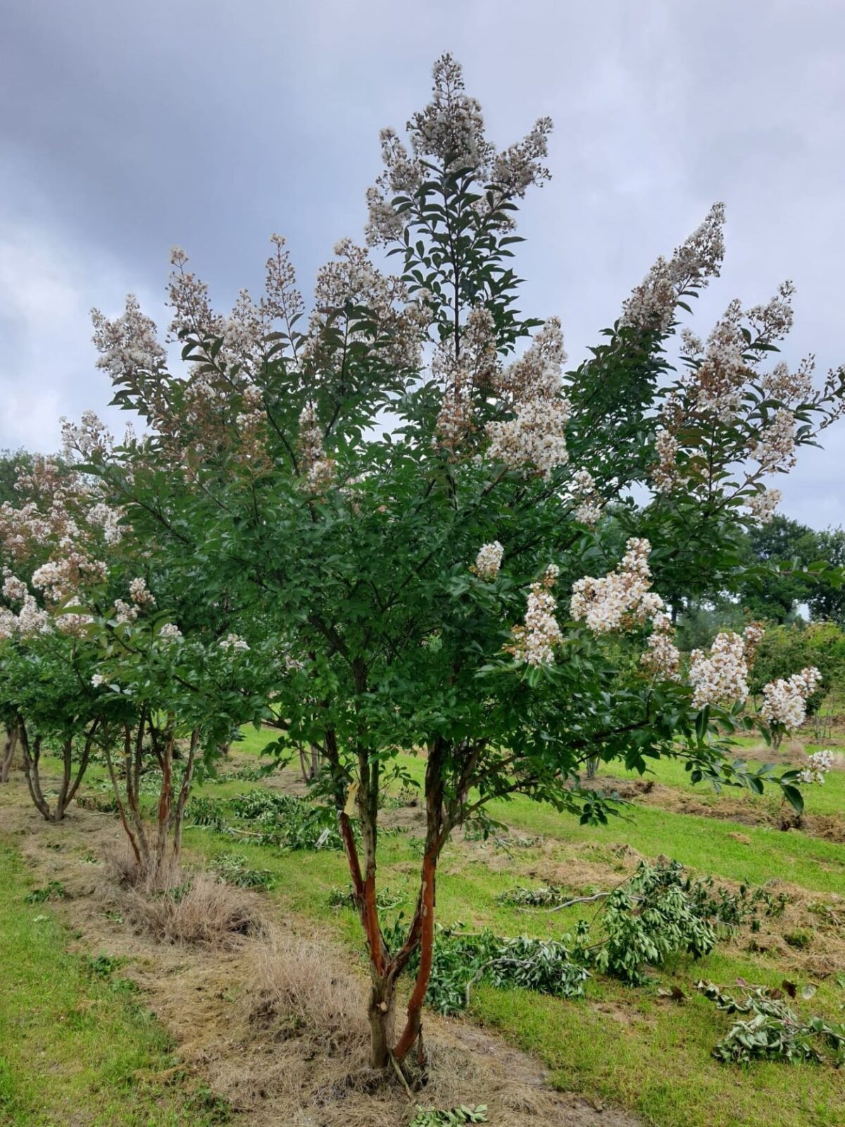 Witte Indische sering | Meerstammig