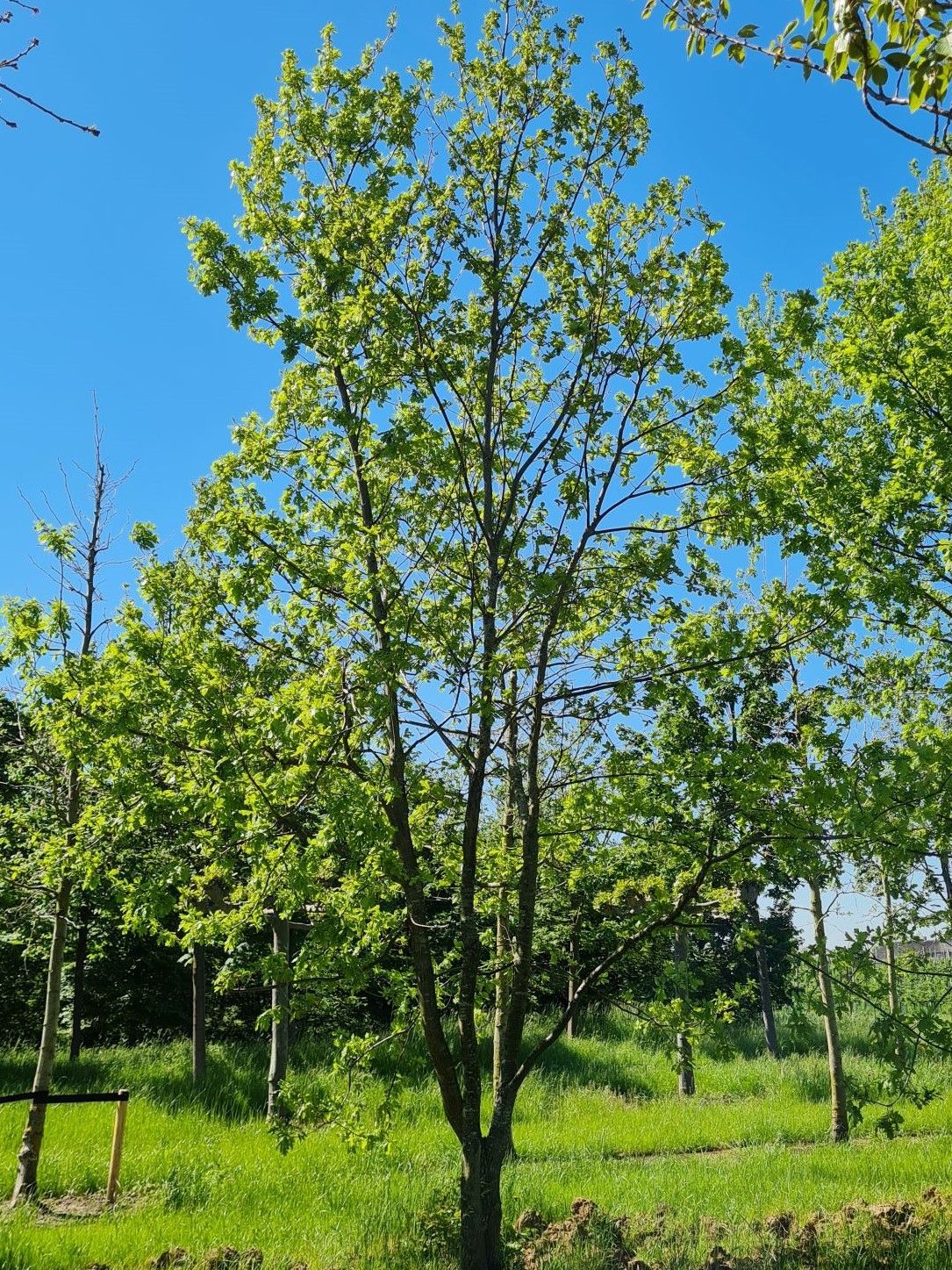 Zomereik | Meerstammig