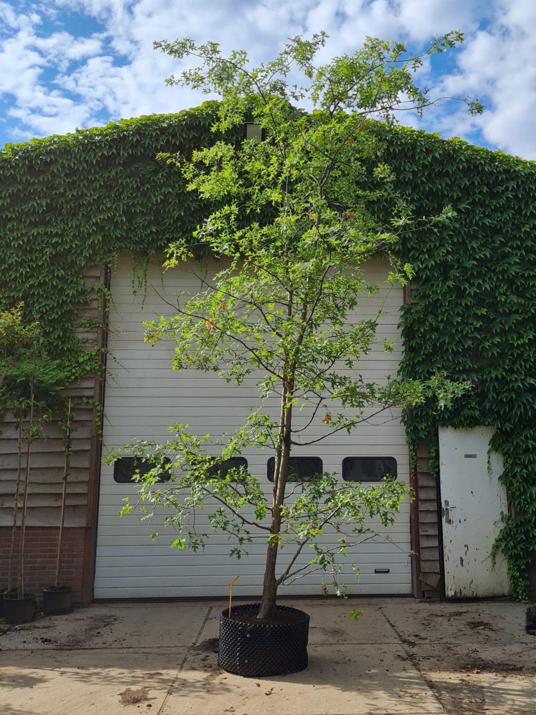 Moeraseik | Meerstammig