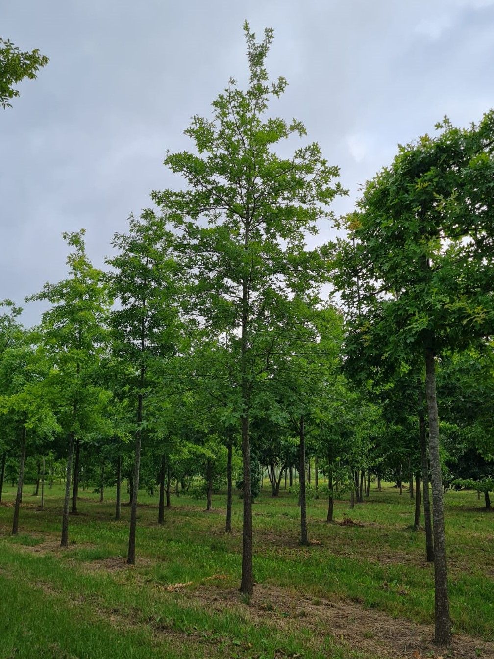 Moeraseik | Hoogstam