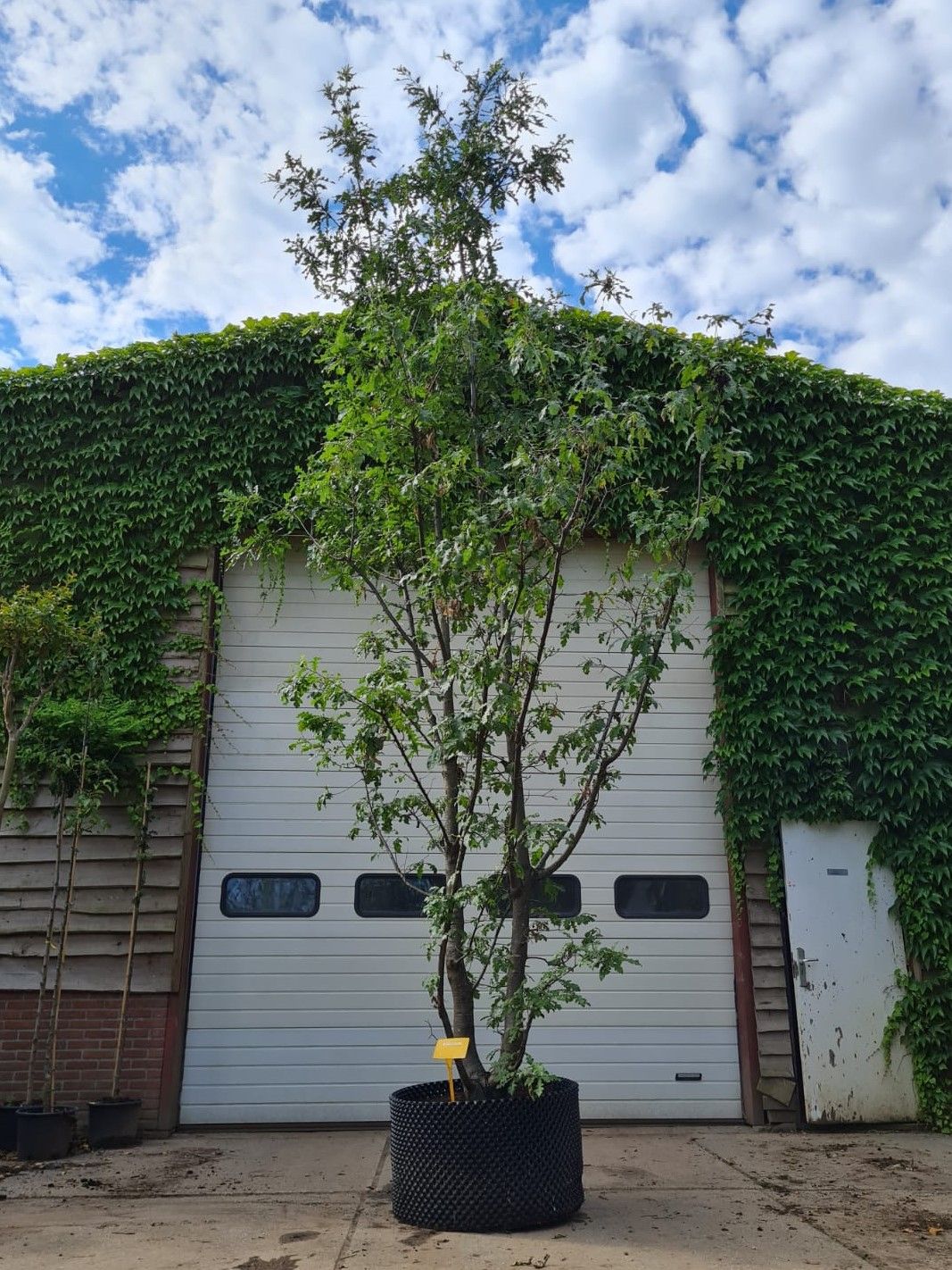 Moseik | Meerstammig