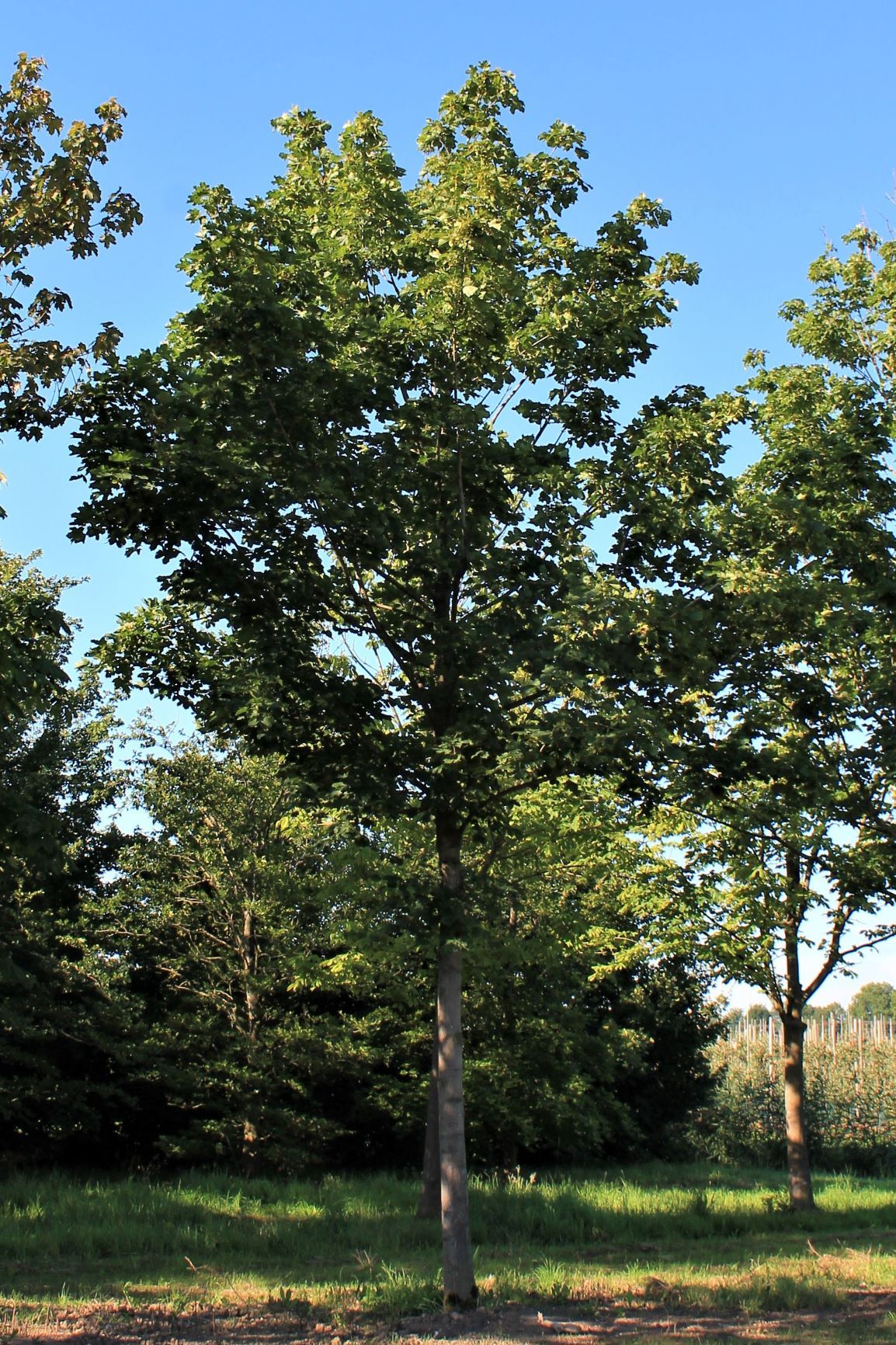 Noorse esdoorn 'Deborah' | Hoogstam