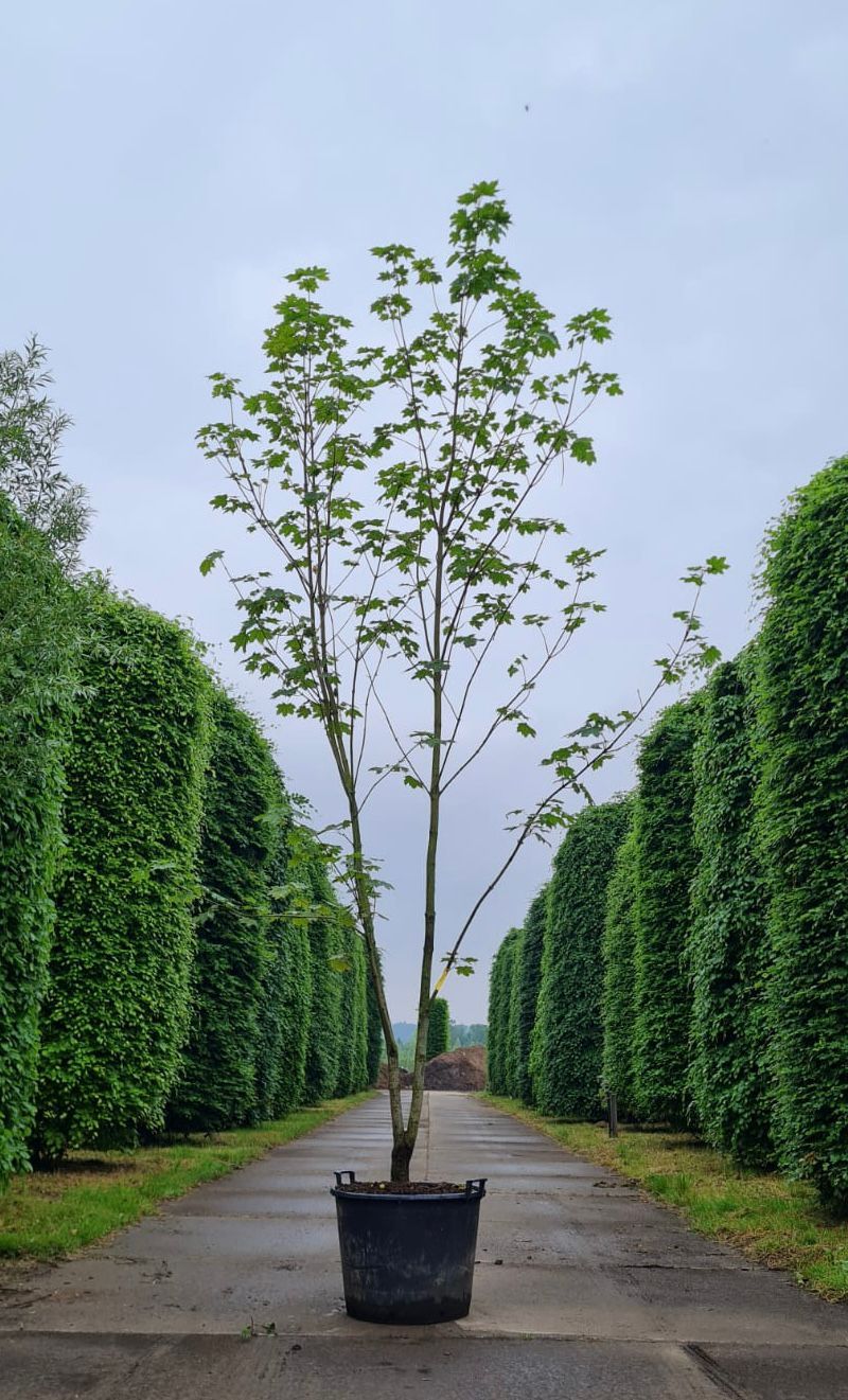 Noorse esdoorn | Meerstammig