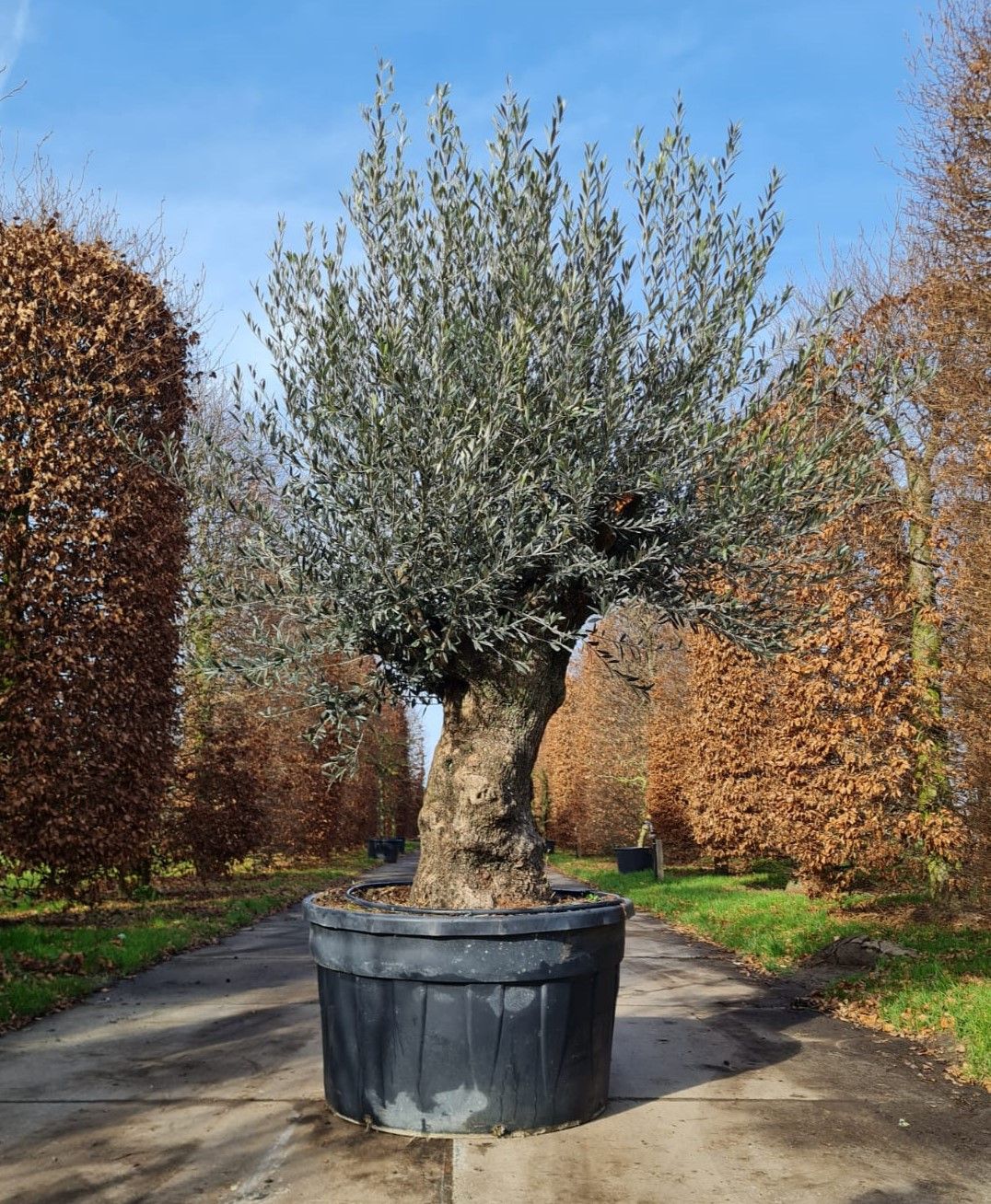 Olijfboom | knotvorm