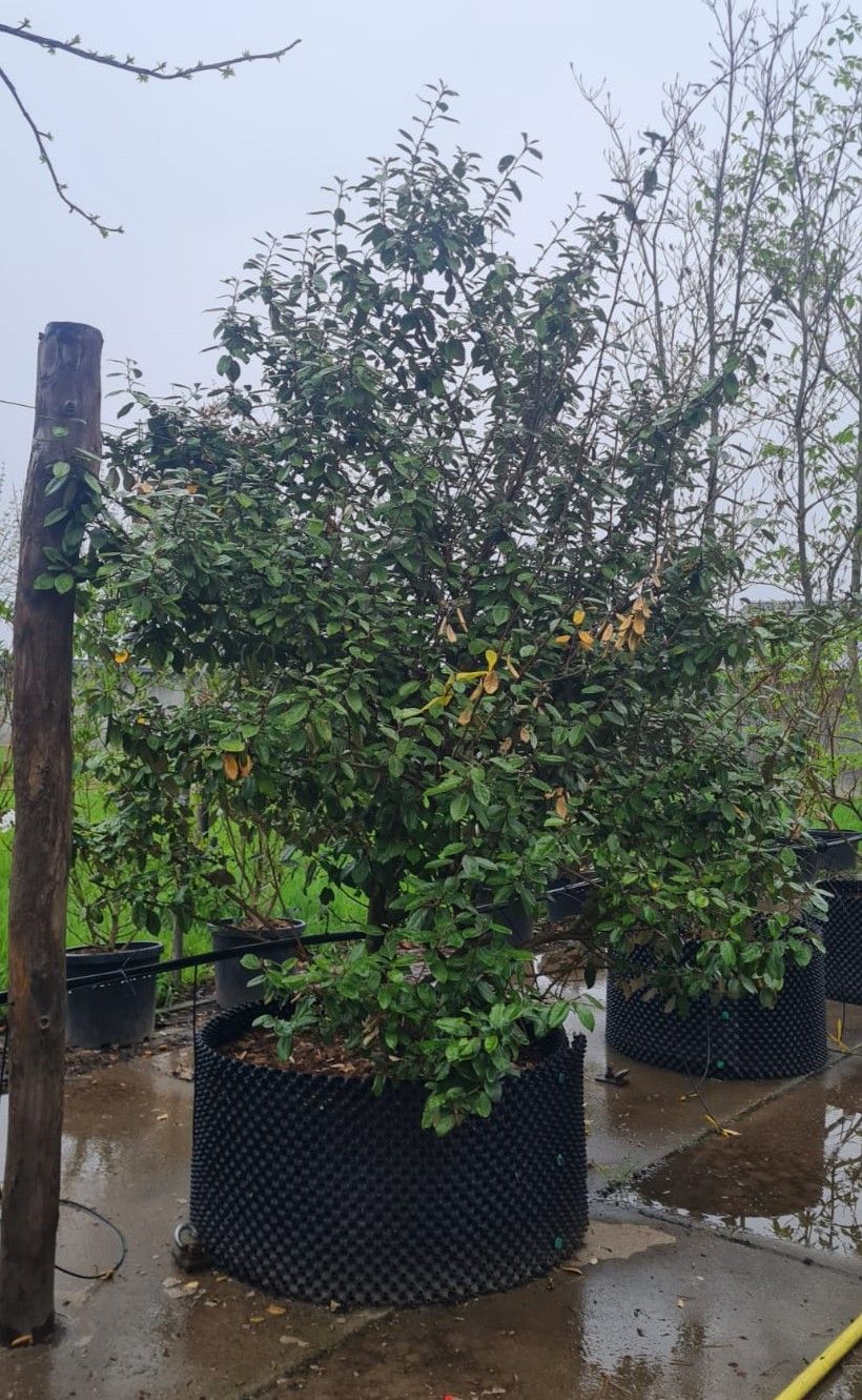 Olijfwilg | Struikvorm