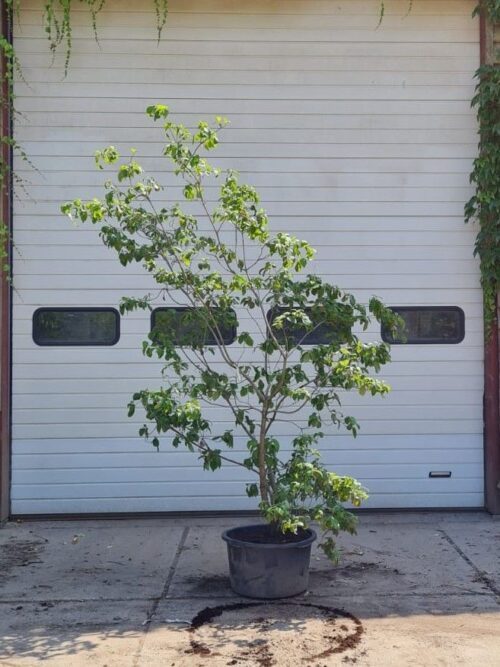 Veelbloemige kornoelje | Meerstammig