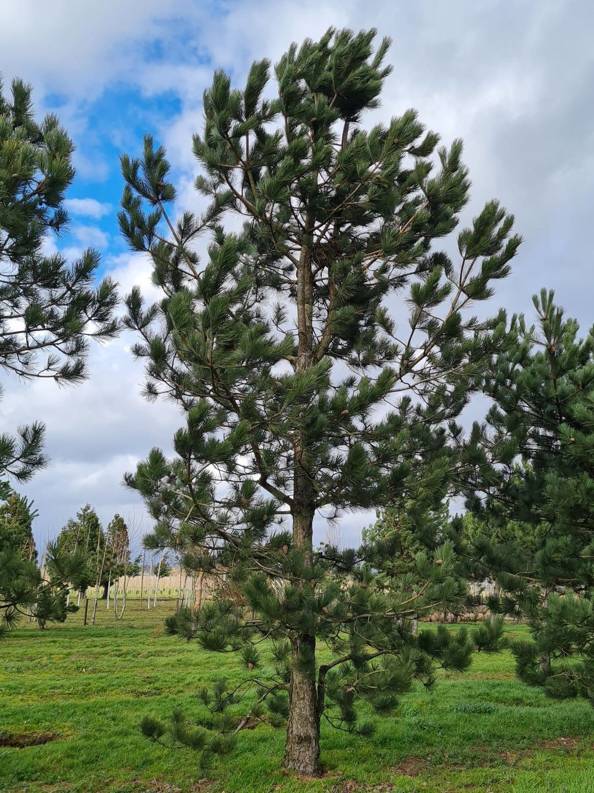 Oostenrijkse den | Laagstam