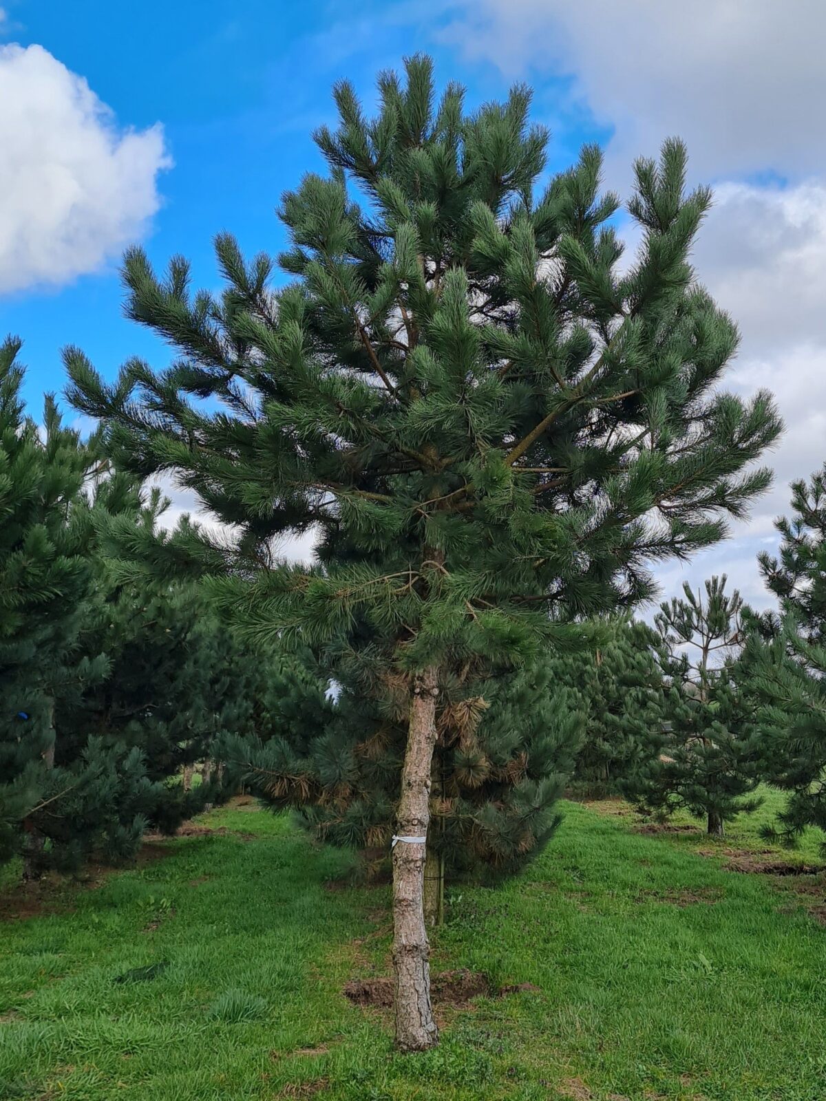 Oostenrijkse den | Hoogstam