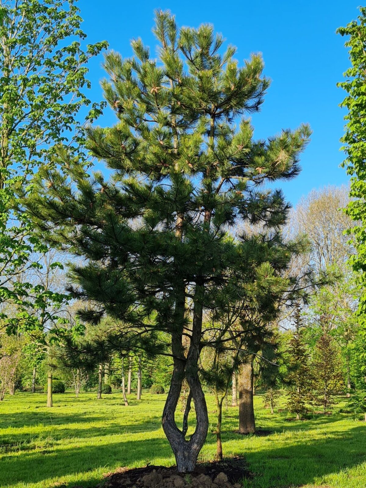Oostenrijkse den | Meerstammig
