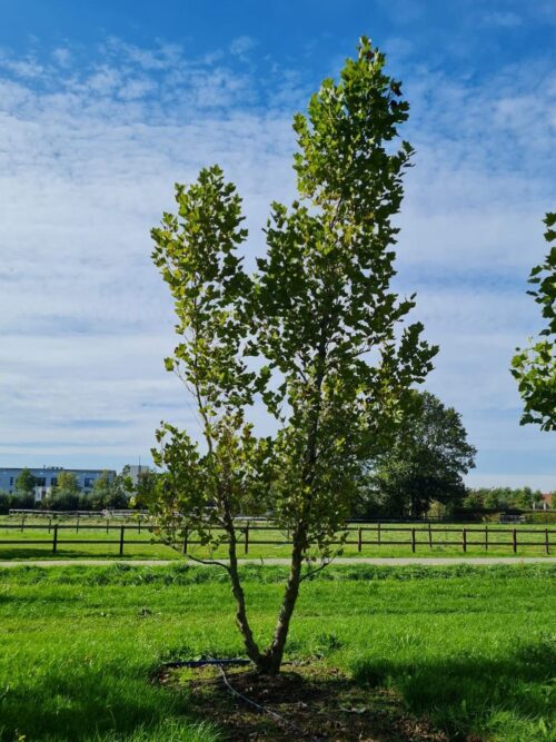Oosterse plataan | Meerstammig