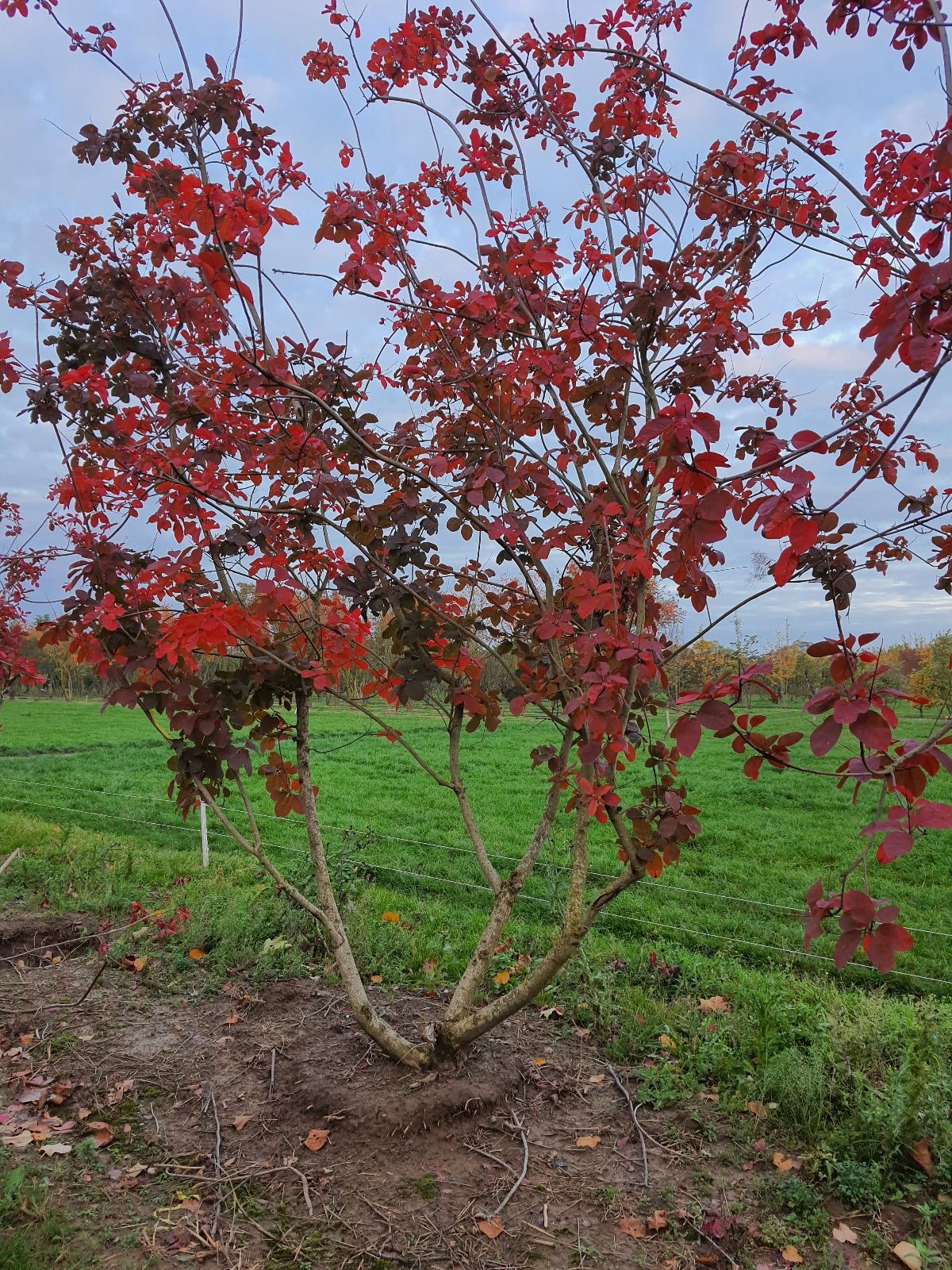 Paarse pruikenboom | Meerstammig