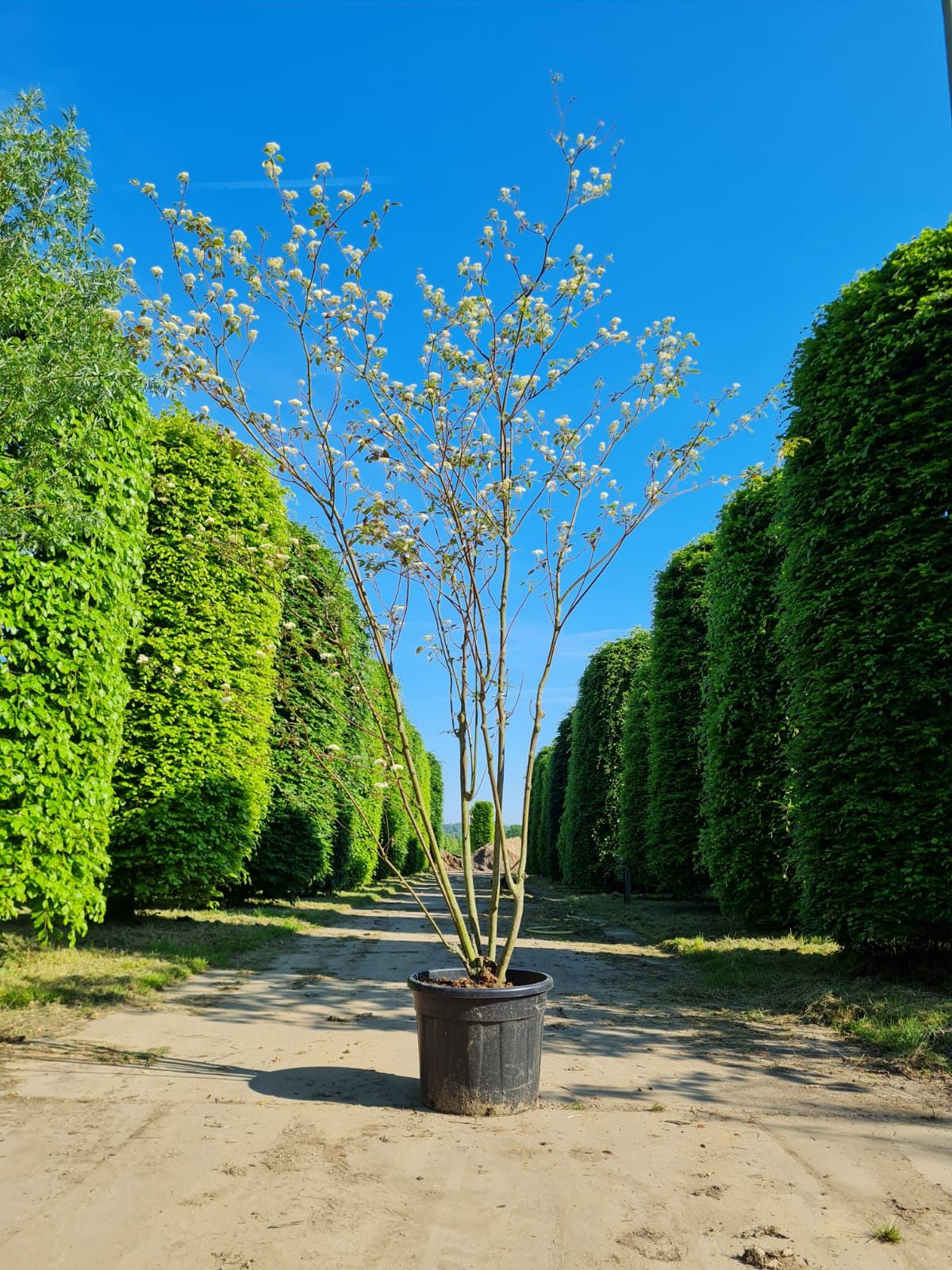 Pagode Kornoelje | Meerstammig