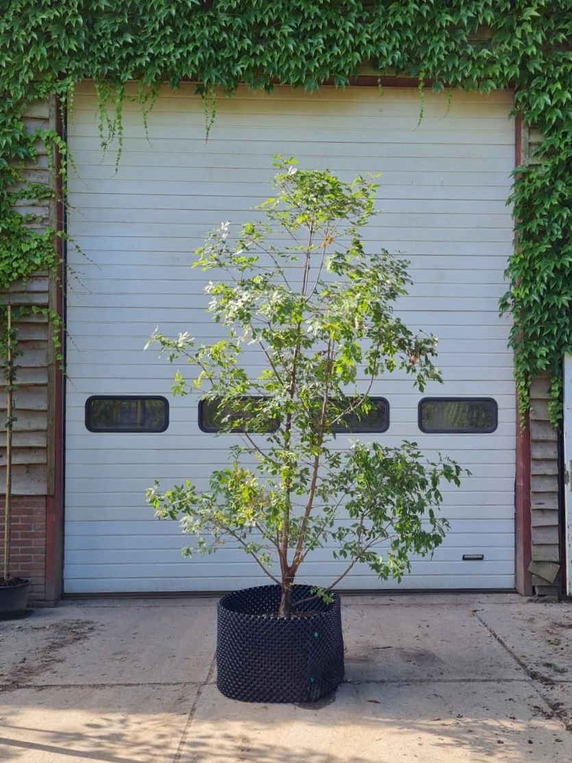 Papieresdoorn | Meerstammig