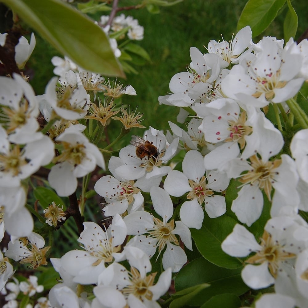 Perenboom 'Doyenné du comice' | Hoogstam