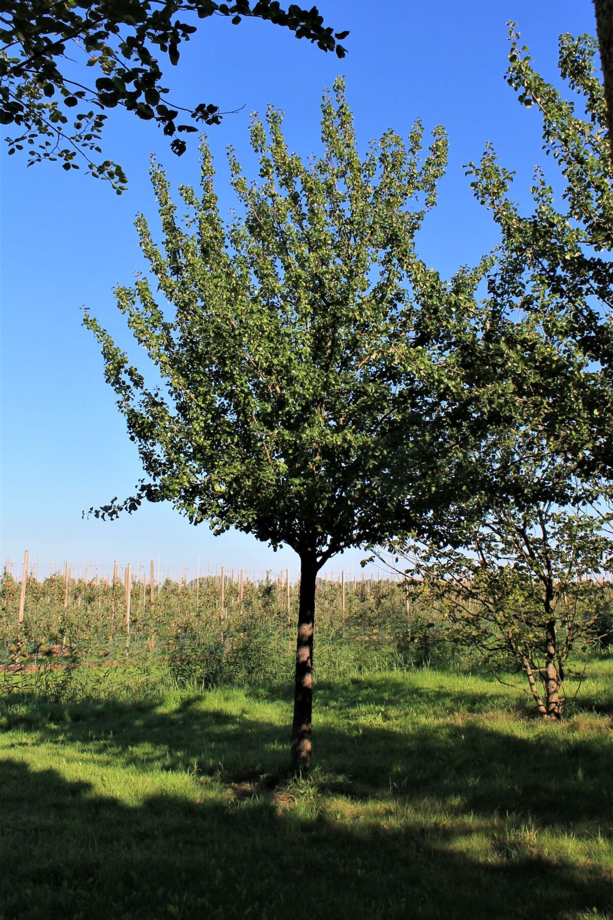 Sierpeer 'Beech hill' | Hoogstam