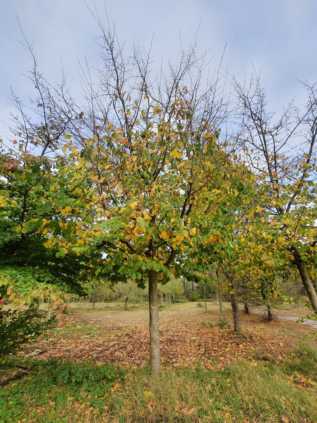 Perzische ijzerhoutboom | Hoogstam