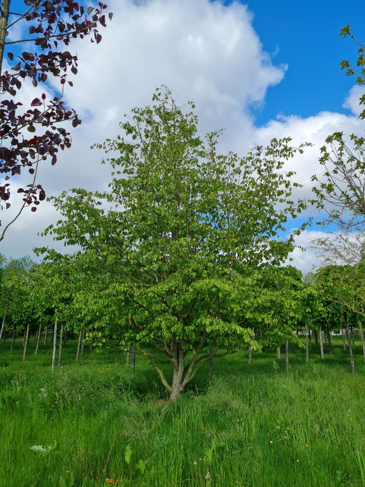 Perzische ijzerhoutboom | Meerstammig