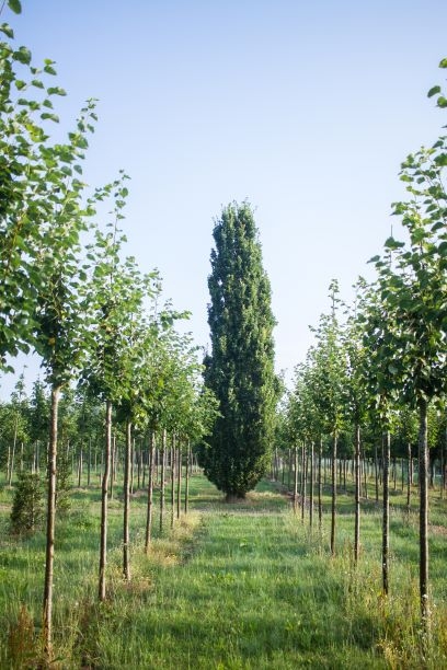 Piramide eik | Laagstam