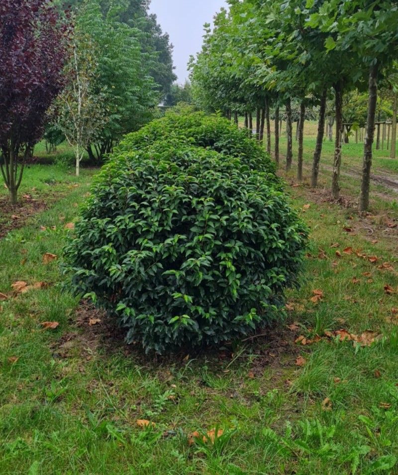 Portugese laurierkers | Bolvorm