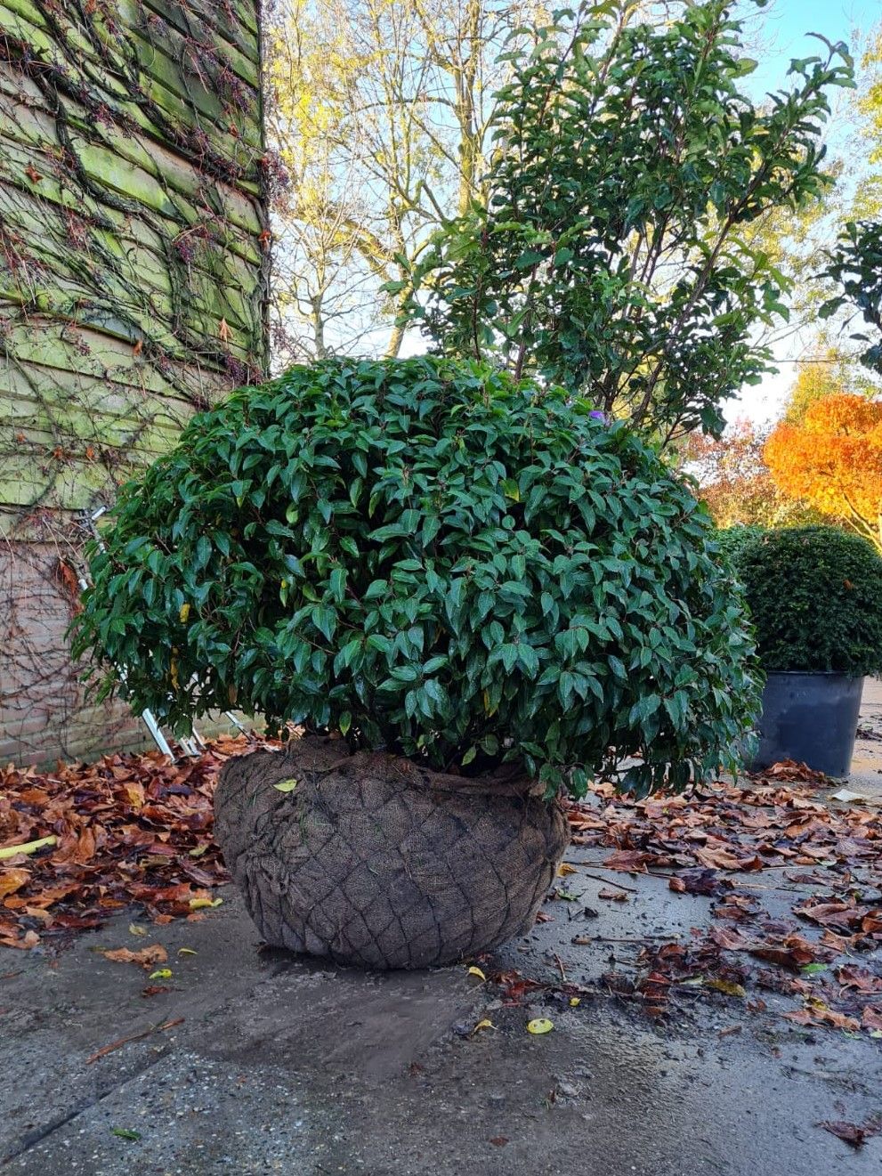 Portugese laurierkers 'Angustifolia' | Bolvorm