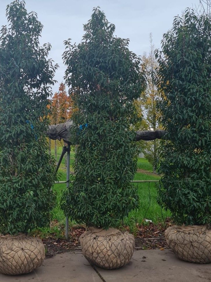 Portugese laurierkers 'Angustifolia' | Struikvorm