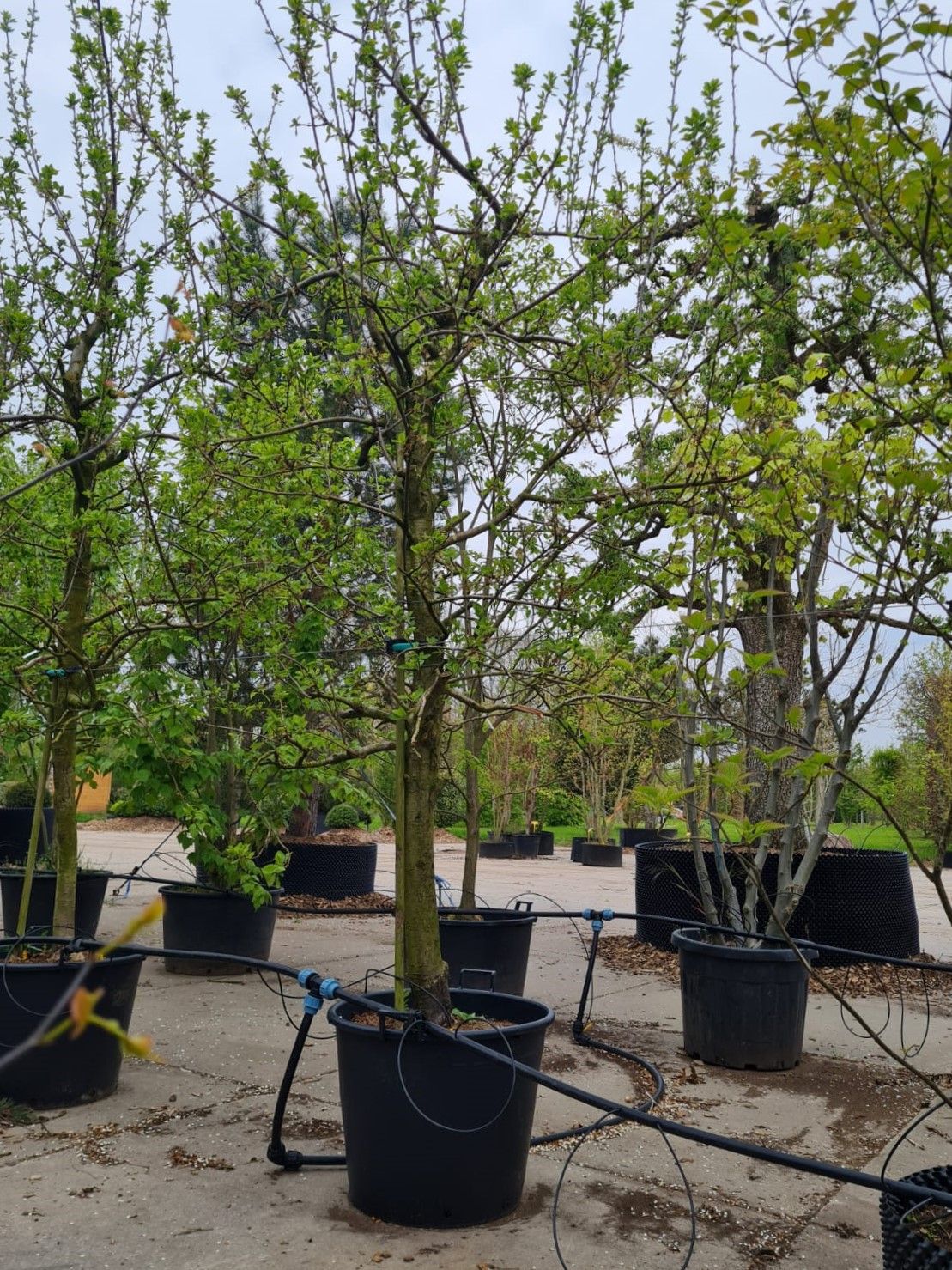 Pruimenboom 'Opal' | Halfstam