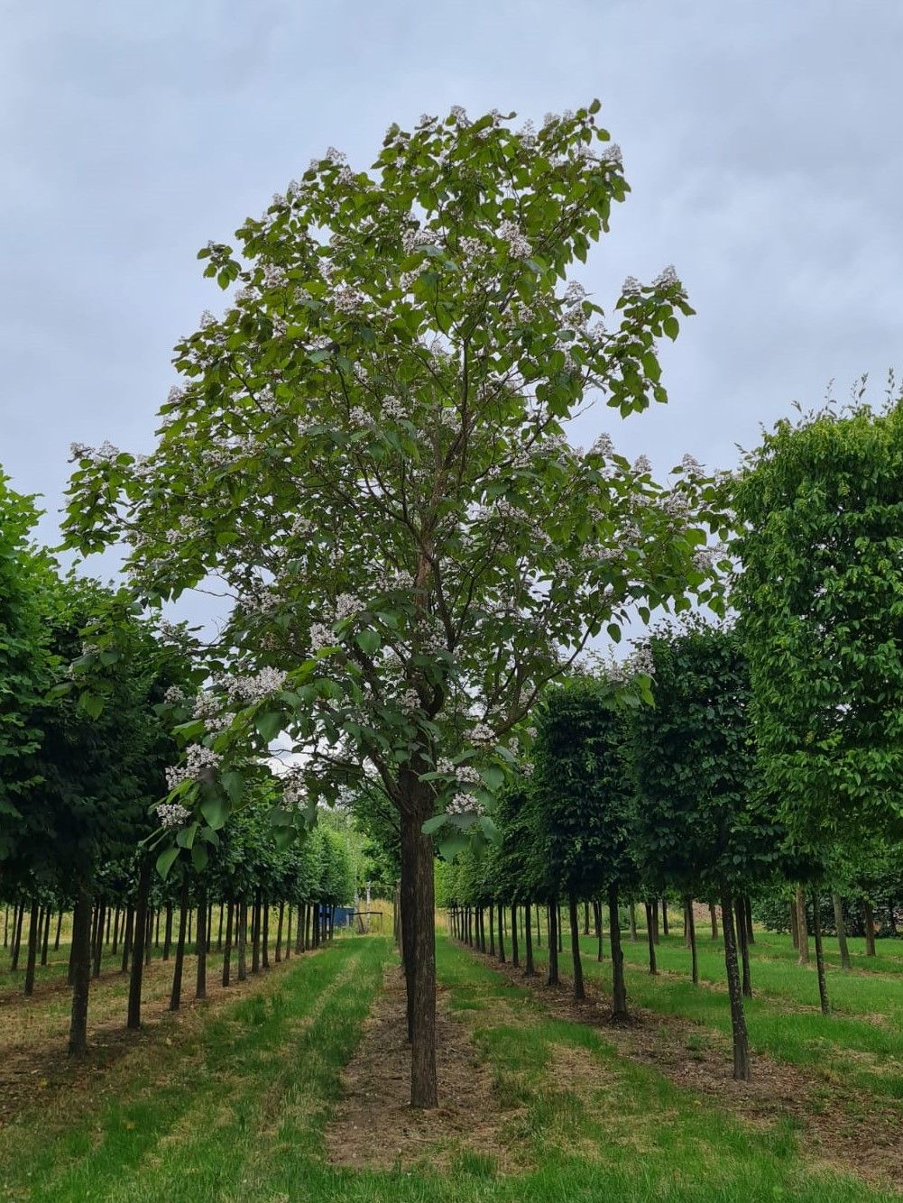 Purperen Trompetboom | Hoogstam