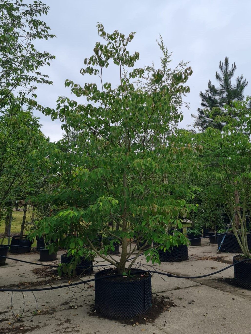 Reuzenkornoelje | Meerstammig