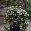 Rhodo 'Cunningham's White' | Struikvorm