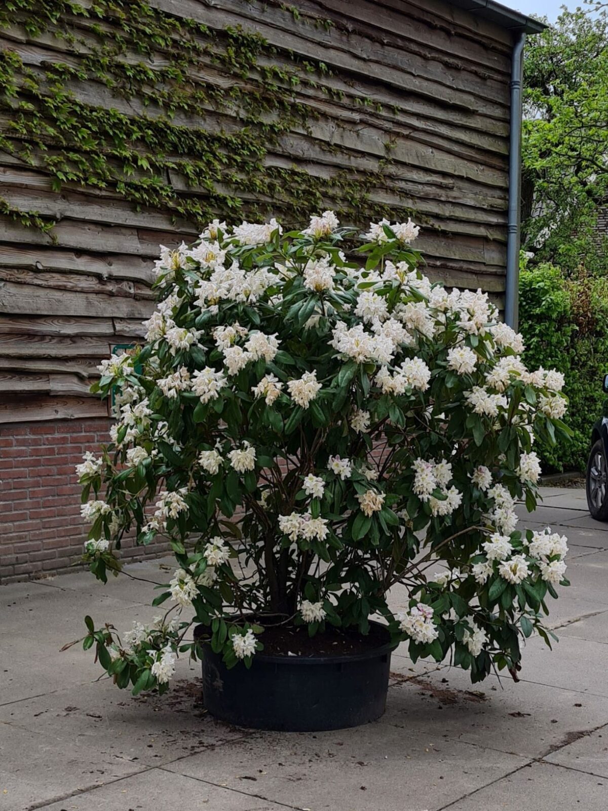 Rhodo 'Cunningham's White' | Struikvorm