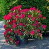 Rhododendron 'Nova Zembla' | Struikvorm