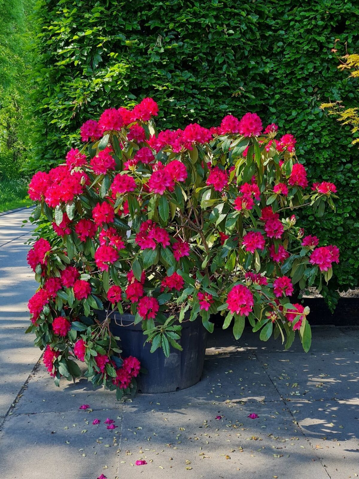 Rhododendron 'Nova Zembla' | Struikvorm