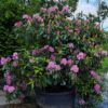 Rhodo ponticum 'Roseum' | Struikvorm