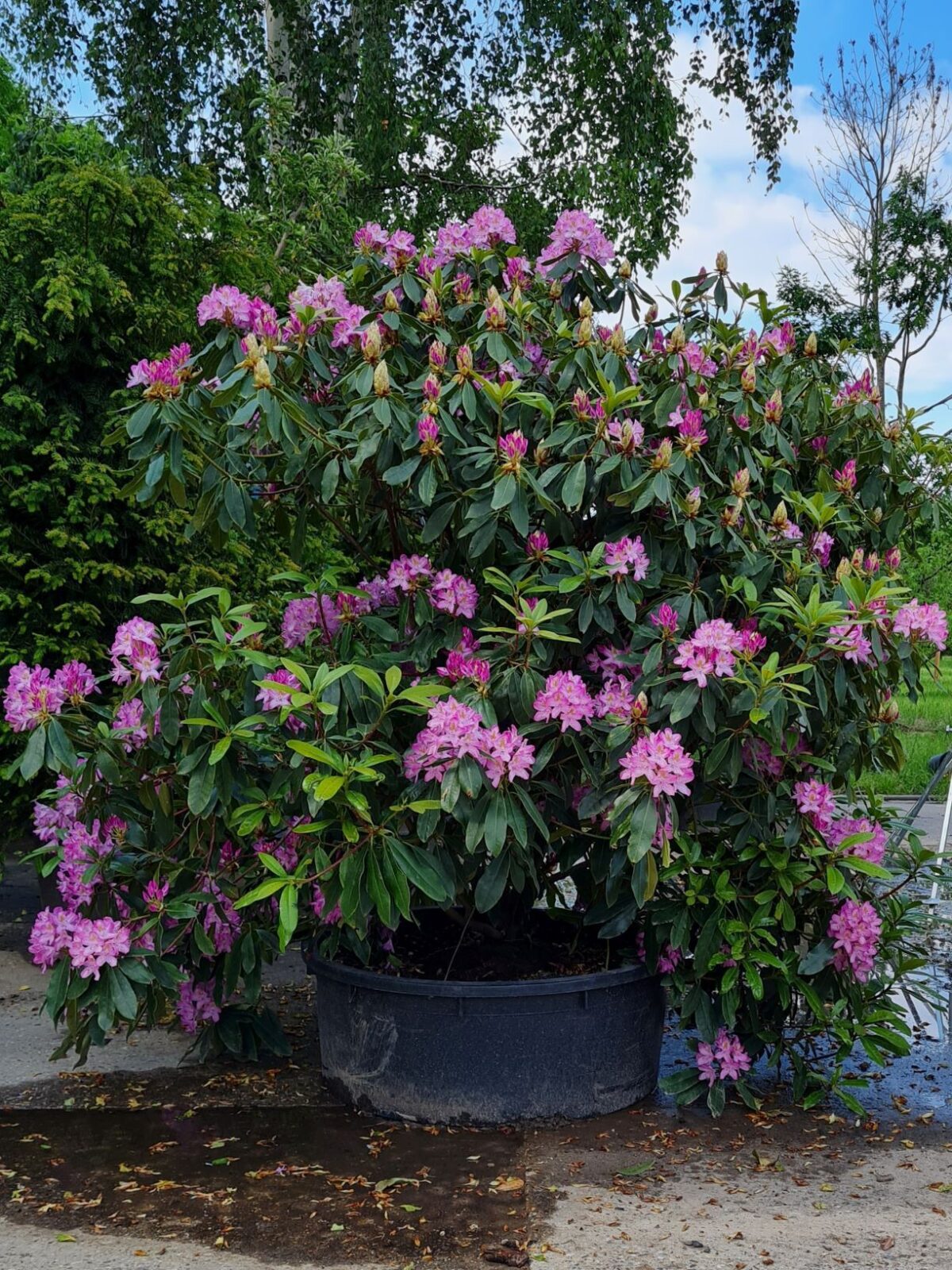 Rhodo ponticum 'Roseum' | Struikvorm